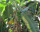 Banana plant